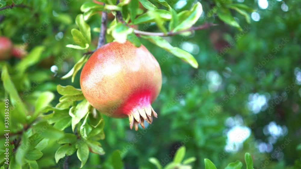 Pomegranate in Calabria garden - italy Pomegranate in Calabria garden - italy