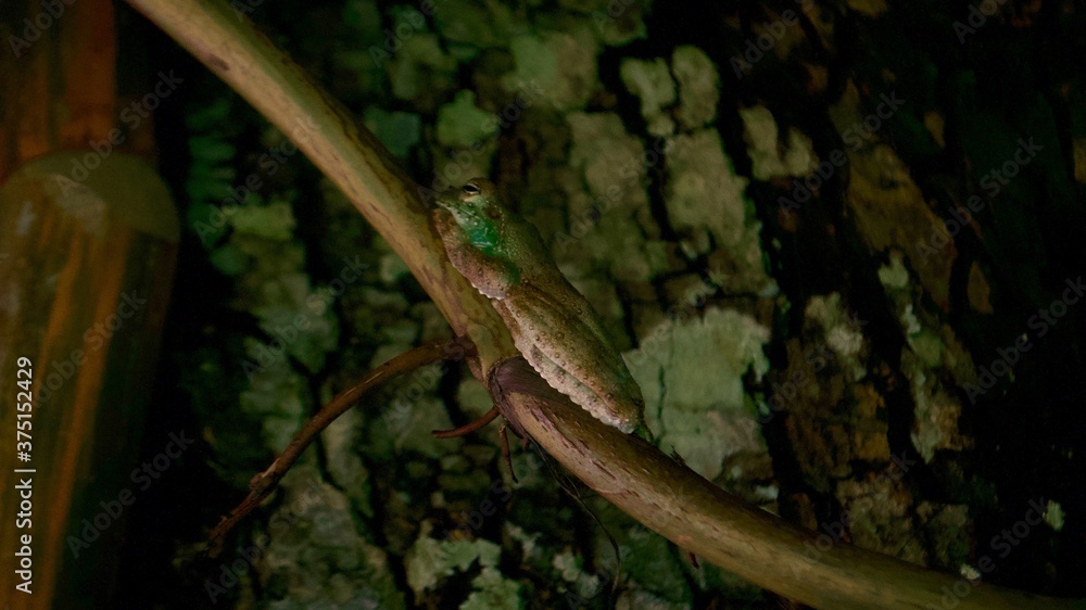 Obraz premium lizard on the tree