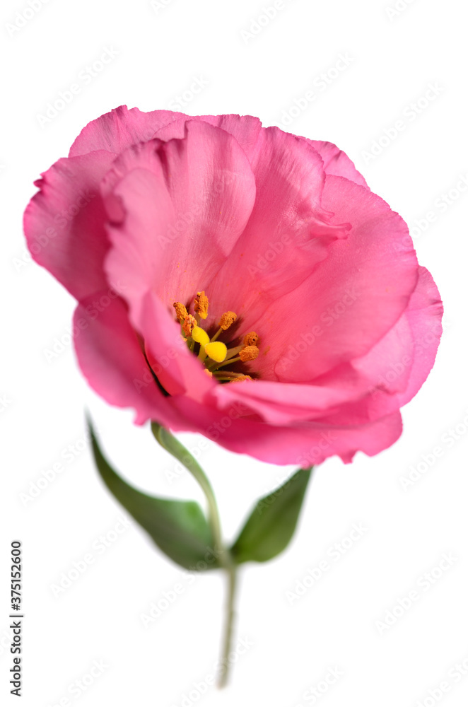 Beautiful pink eustoma flower on white background