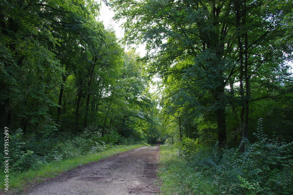 Chemin dans les bois