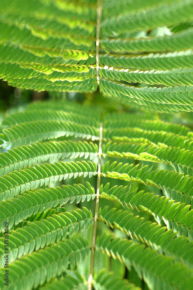 acacia foliage as a natural green background