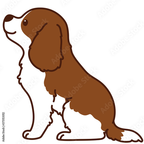 Outlined Brown Cavalier King Charles Spaniel sitting in side view