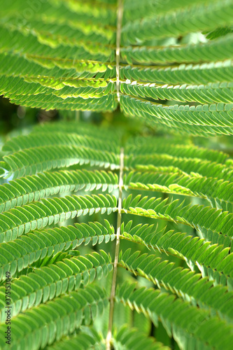 acacia foliage as a natural green background