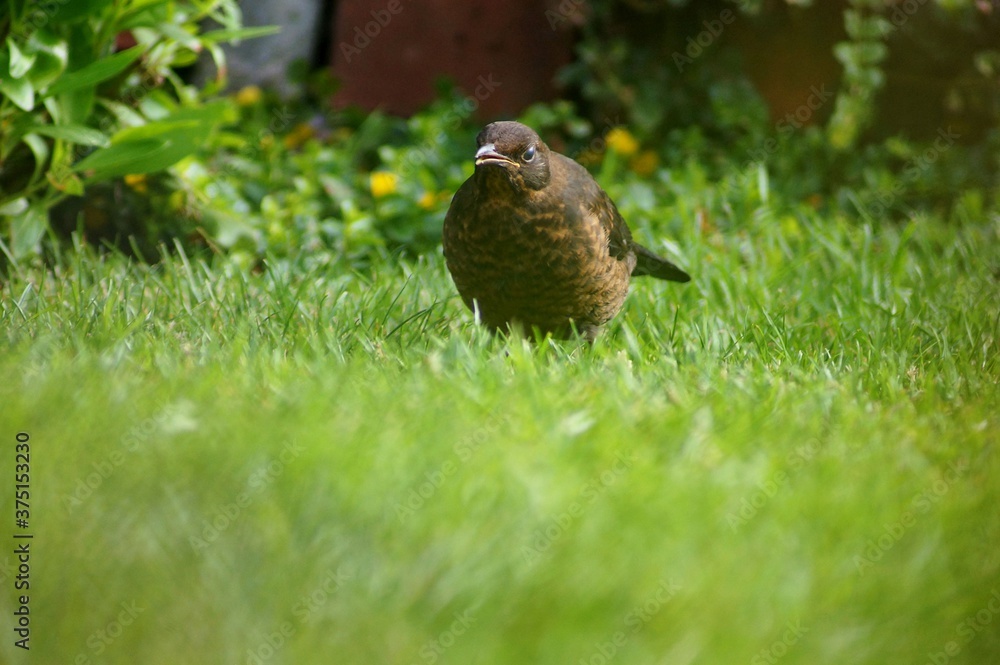 Close up of small bird on the grass lawn Close up of small bird on the grass lawn