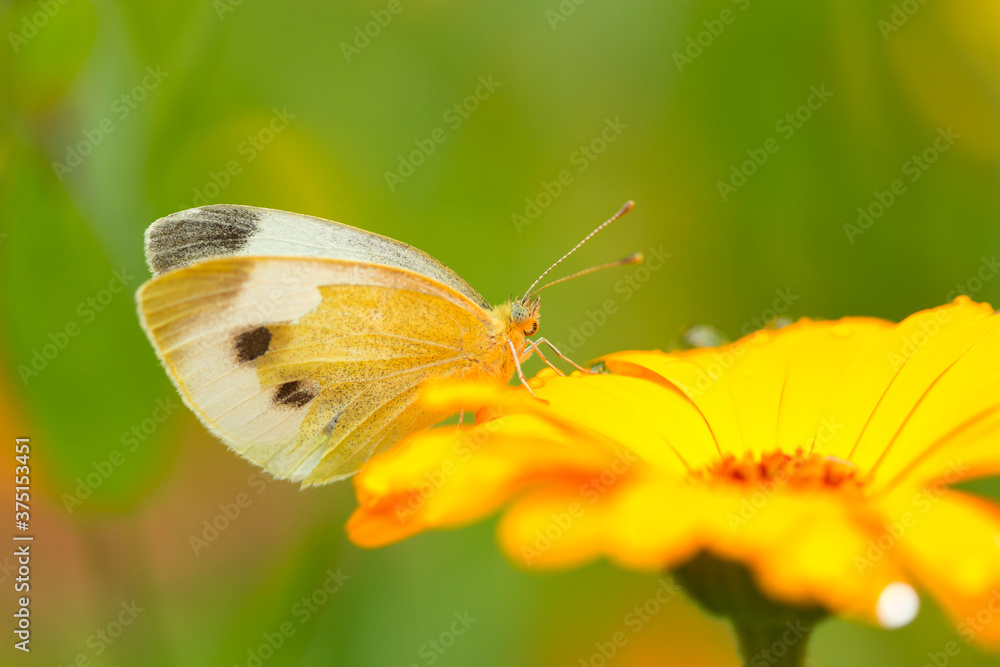 Großer Kohleweißling Schmetterling an einer gelben Blüte einer Ringelblume, Pieris brassicae Großer Kohleweißling Schmetterling an einer gelben Blüte einer Ringelblume, Pieris brassicae