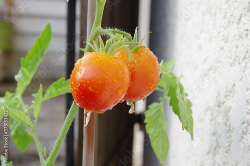 Tomates