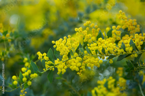 Yellow flowers of the australian acacia cultriformis. High quality photo