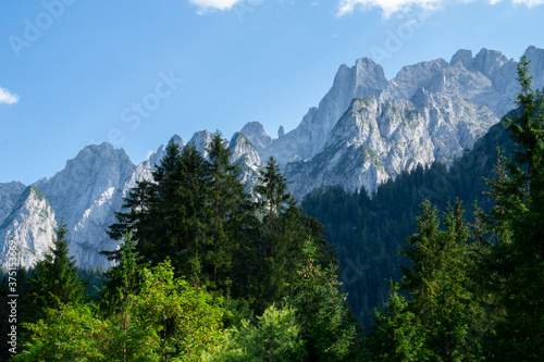 forest,mountains and sky ,beautiful nature background