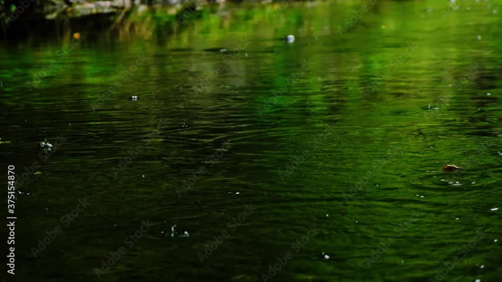 rainfall falling on the green pond in forest