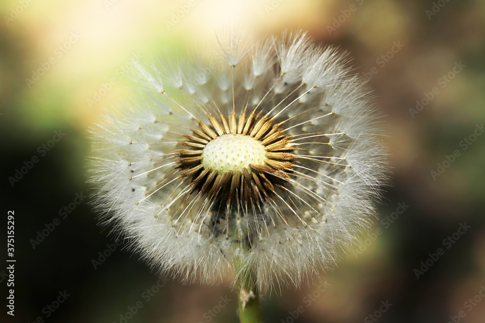 Fototapeta premium Plants close-up. Dandelion detail macro bloom.