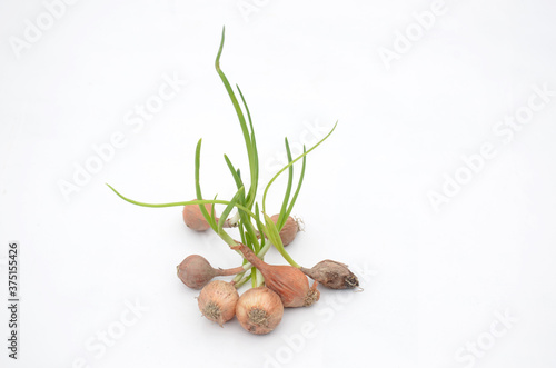 bunch the red green onion soil heap isolated on white background.