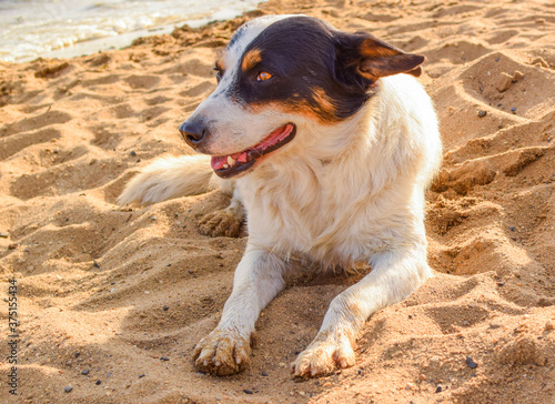 Dog lies on the sea sand. Mongrel dog on a blurred sea background.