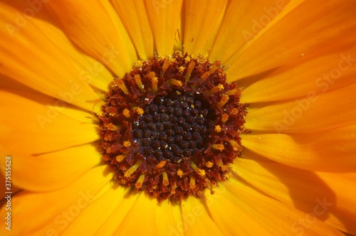 close up of marigold flower