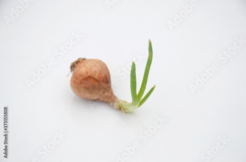 the red green onion soil heap isolated on white background.