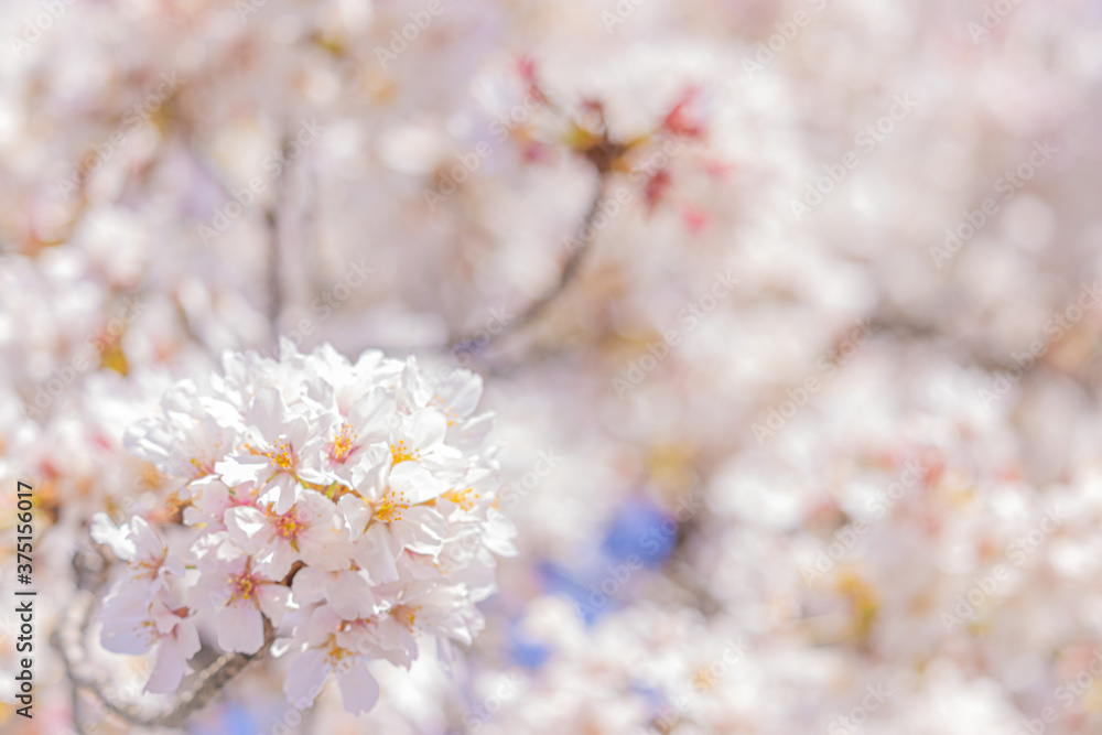 桜_S202001 桜_S202001