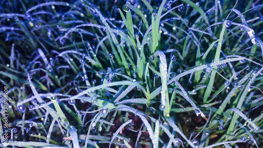 Cool Winter Morning. Dew On The Grass
