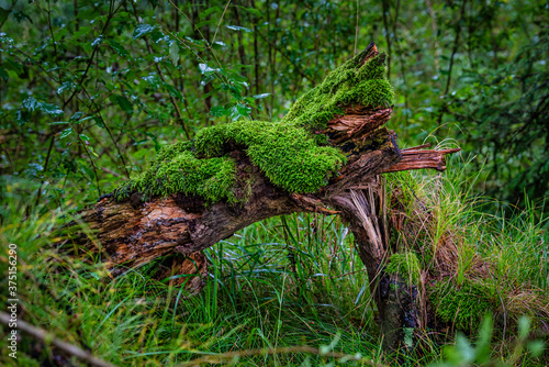 Gebrochener Baum mit Moos