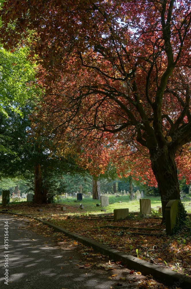 Fototapeta premium path in autumn park cemetery