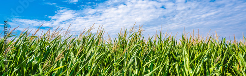 Green Maize Corn Field Plantation In Summer Agricultural Season. Skyline Horizon, Blue Sky Background. Eco-friendly food