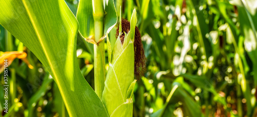 Young corn on a stalk in a cornfield. A ripe ear of corn grows in natural conditions. Ecological food cultivation, agronomy.