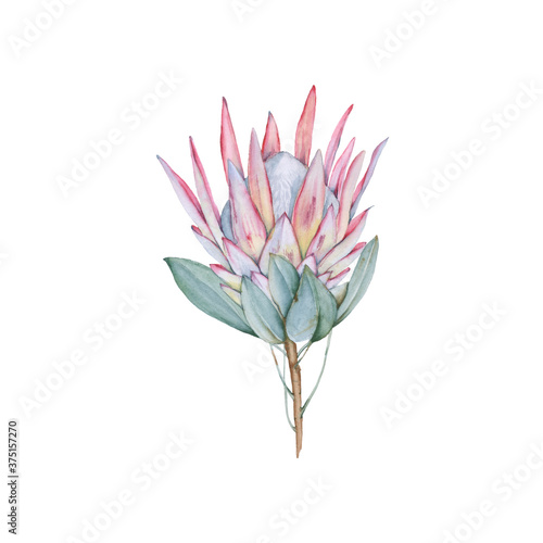 Australian flower. Isolated on a white background.