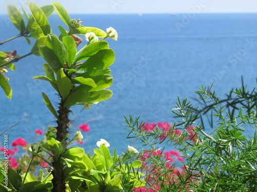 Flower and the sea