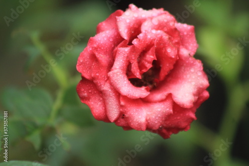 pretty close up rose flower picture