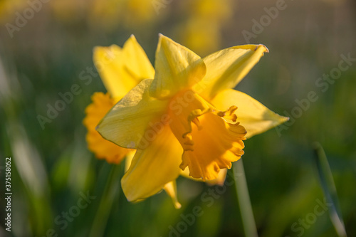 Close Up Of A Yellow Narcissus At Amsterdam The Netherlands 5-4-2020
