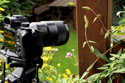 taking macro photography in a garden - spider pictures photo