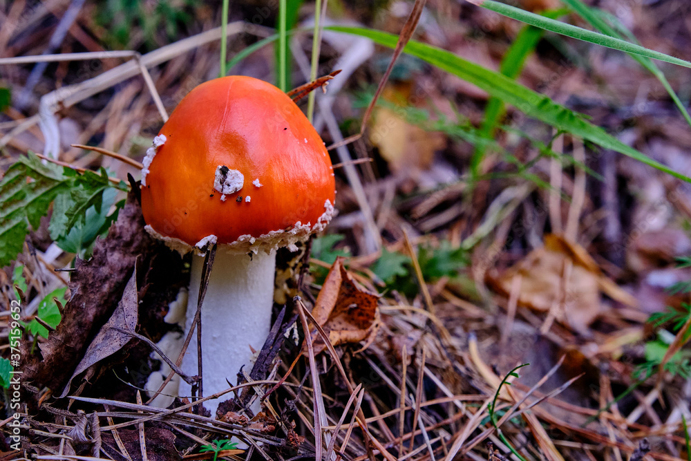 Young poisonous mushroom red amanita in the wild Young poisonous mushroom red amanita in the wild