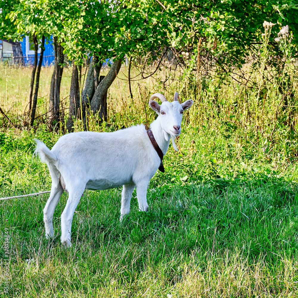 Obraz premium White cute goat walking
