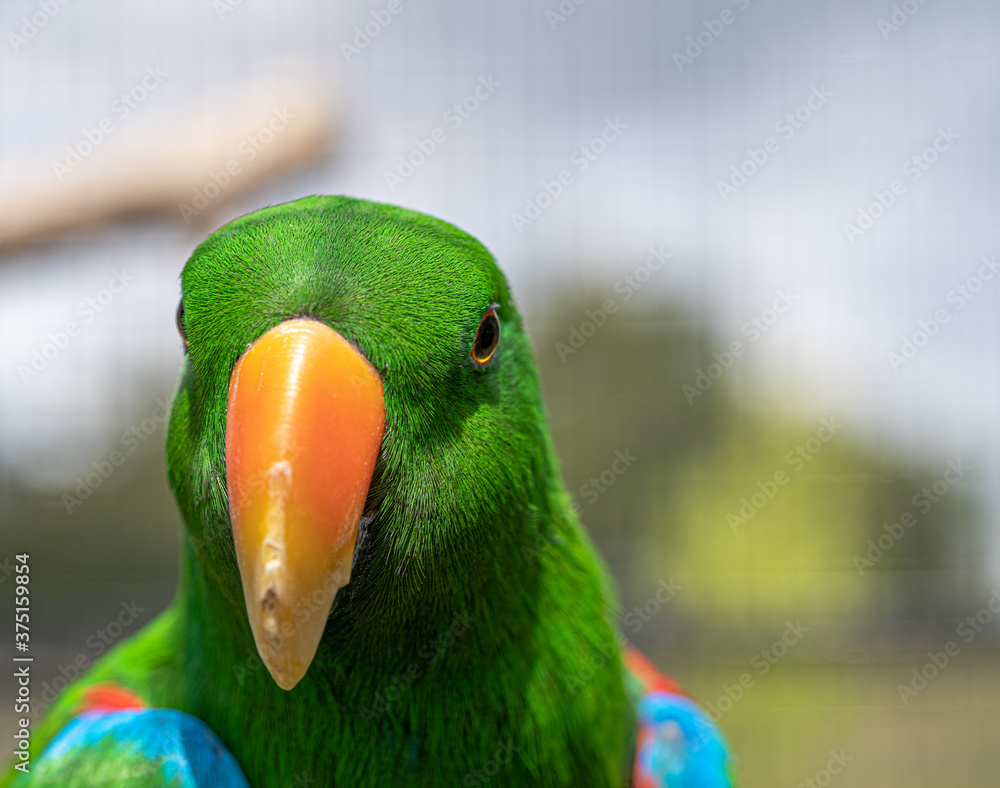 Fototapeta premium Close up Macro view head and shoulders of bright green eclectus tropical parrot bird