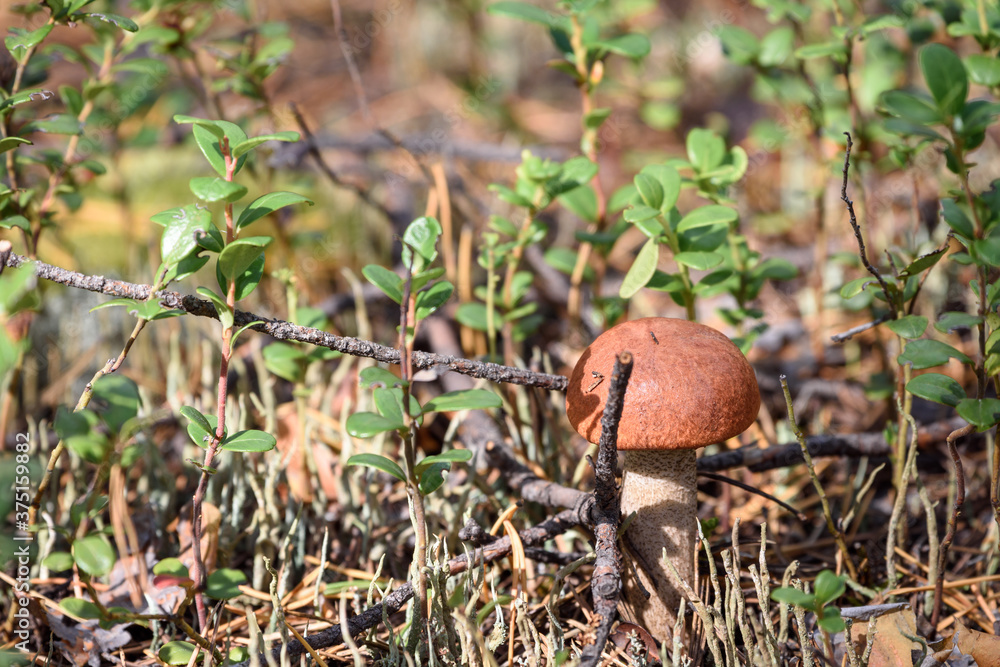 Edible mushroom boletus with red hat grows on white moss on an autumn day in the forest. Edible mushroom boletus with red hat grows on white moss on an autumn day in the forest.