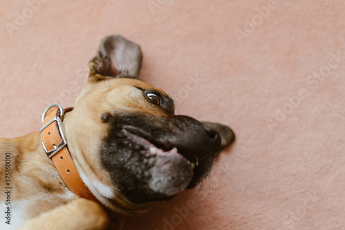 Cute Staffie Cross Bulldog Playing