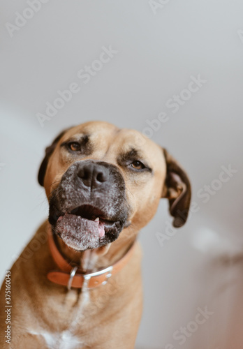 Staffie Cross Bulldog Characterful Dog
