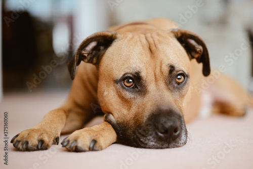 Staffie Cross Orange Dog Lying Down