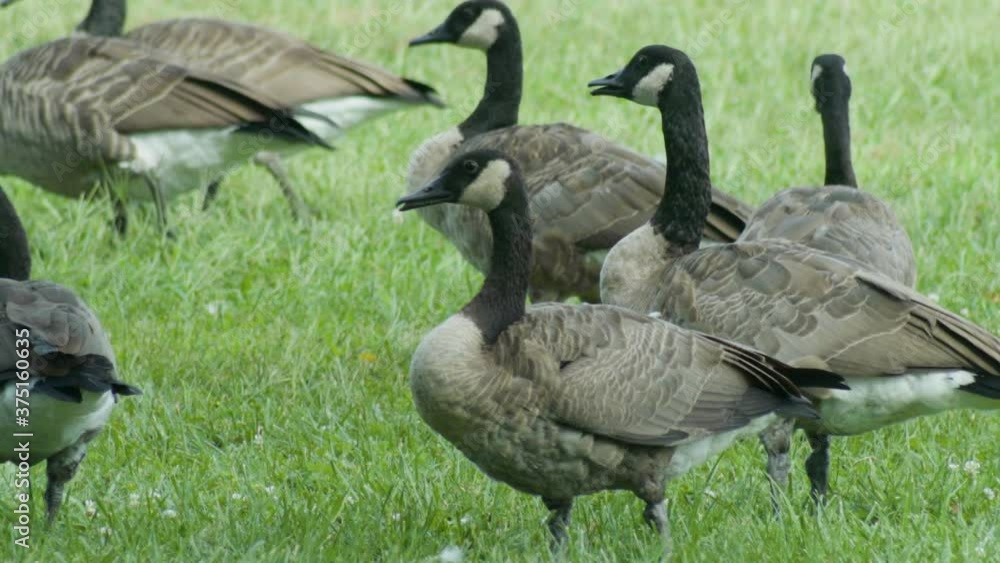 Medium shot of Canadian Geese feeding on lawn Medium shot of Canadian Geese feeding on lawn