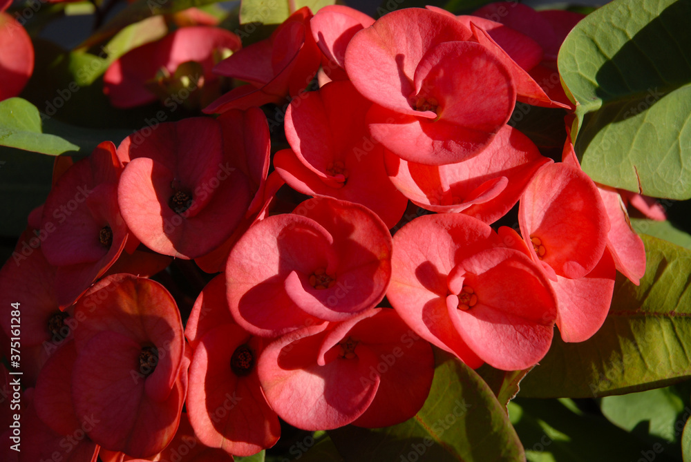 Red flowers of Euphorbia milii, Crown of Thorns Red flowers of Euphorbia milii, Crown of Thorns