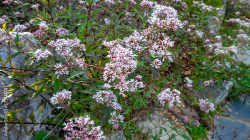 Asteraceae Bonesets, a flower that grows a lot in the northern hemisphere