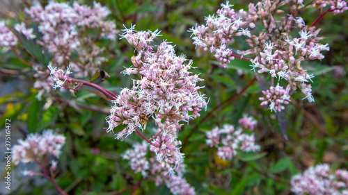 Asteraceae Bonesets, a flower that grows a lot in the northern hemisphere