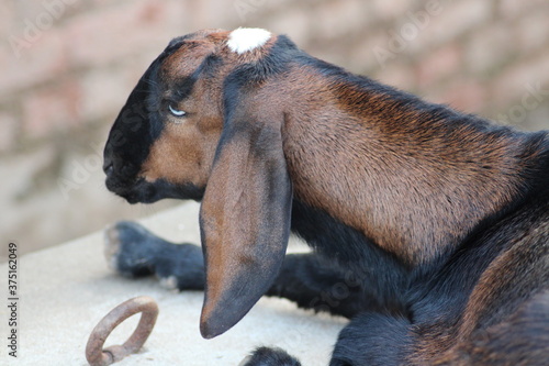 goat close view goat is a domestic and dairy animal photo