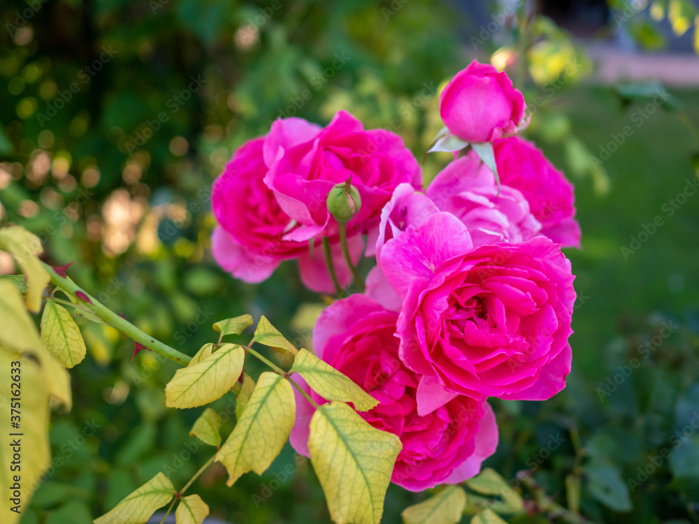 pink rose flowers in garden in summer pink rose flowers in garden in summer