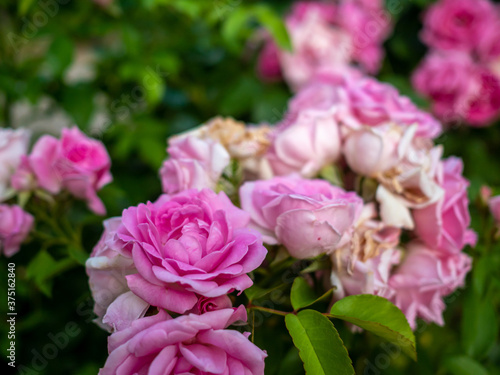 pink and white rose flowers in garden in summer