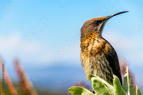 Cape sugarbird sitting on plants flowers, Kirstenbosch National Botanical Garden. photo