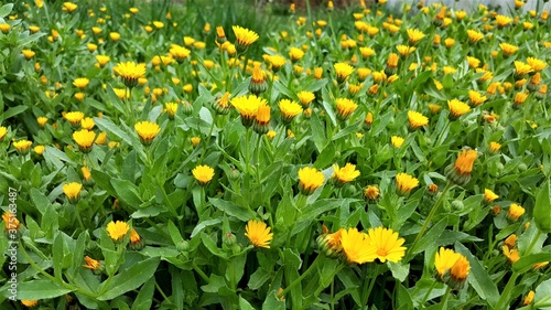  A field of yellow flowers in the Umbrian countryside Italy