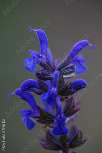 Wallpaper Mural Blüte blau  Torontodigital.ca