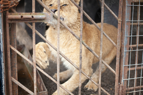 Lion cub in a cage. The wild lion is locked in an aviary. photo