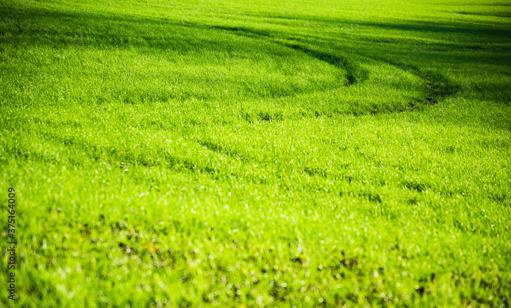 Green field in Brandenburg Germany Green field in Brandenburg Germany