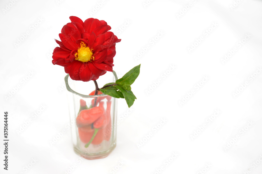 the beautiful red dahlia flower with leaf in the glass isolated on white background. the beautiful red dahlia flower with leaf in the glass isolated on white background.
