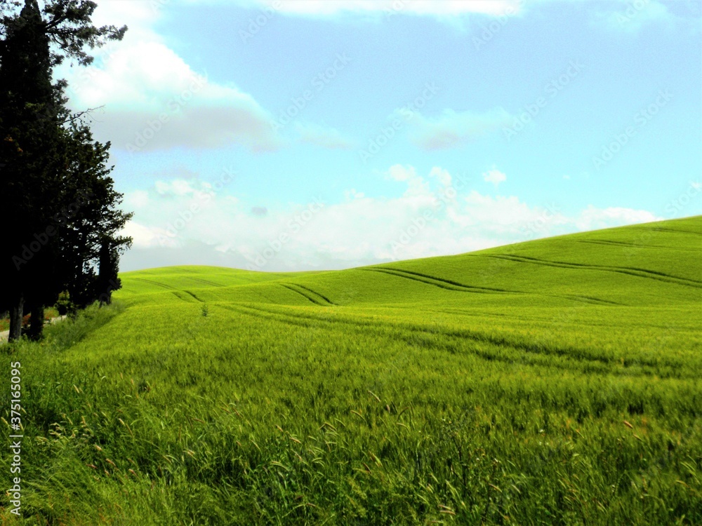 Fototapeta premium Italy- Tuscany the green hills of the wheat fields